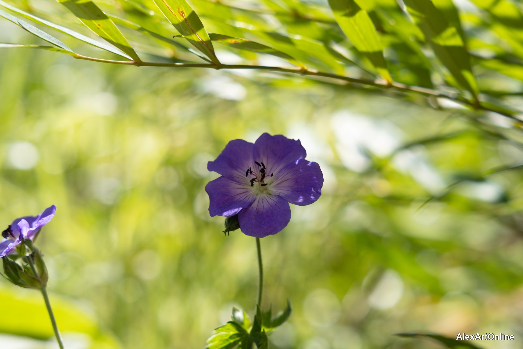 Purple geranium flower framed by grass