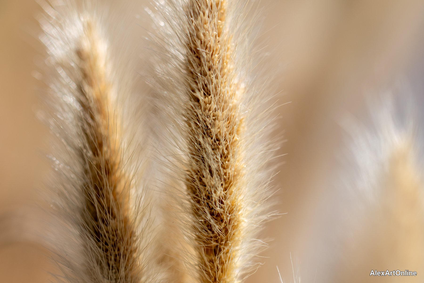 Dried grass seed heads backlit in soft light