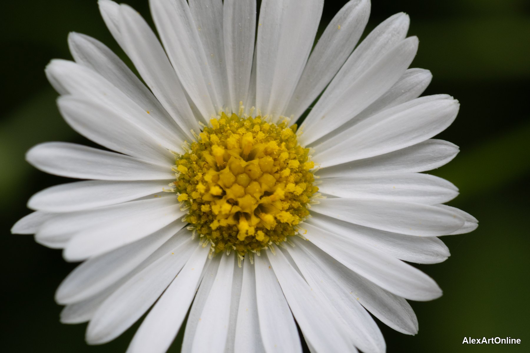 White daisy in full bloom, macro detail