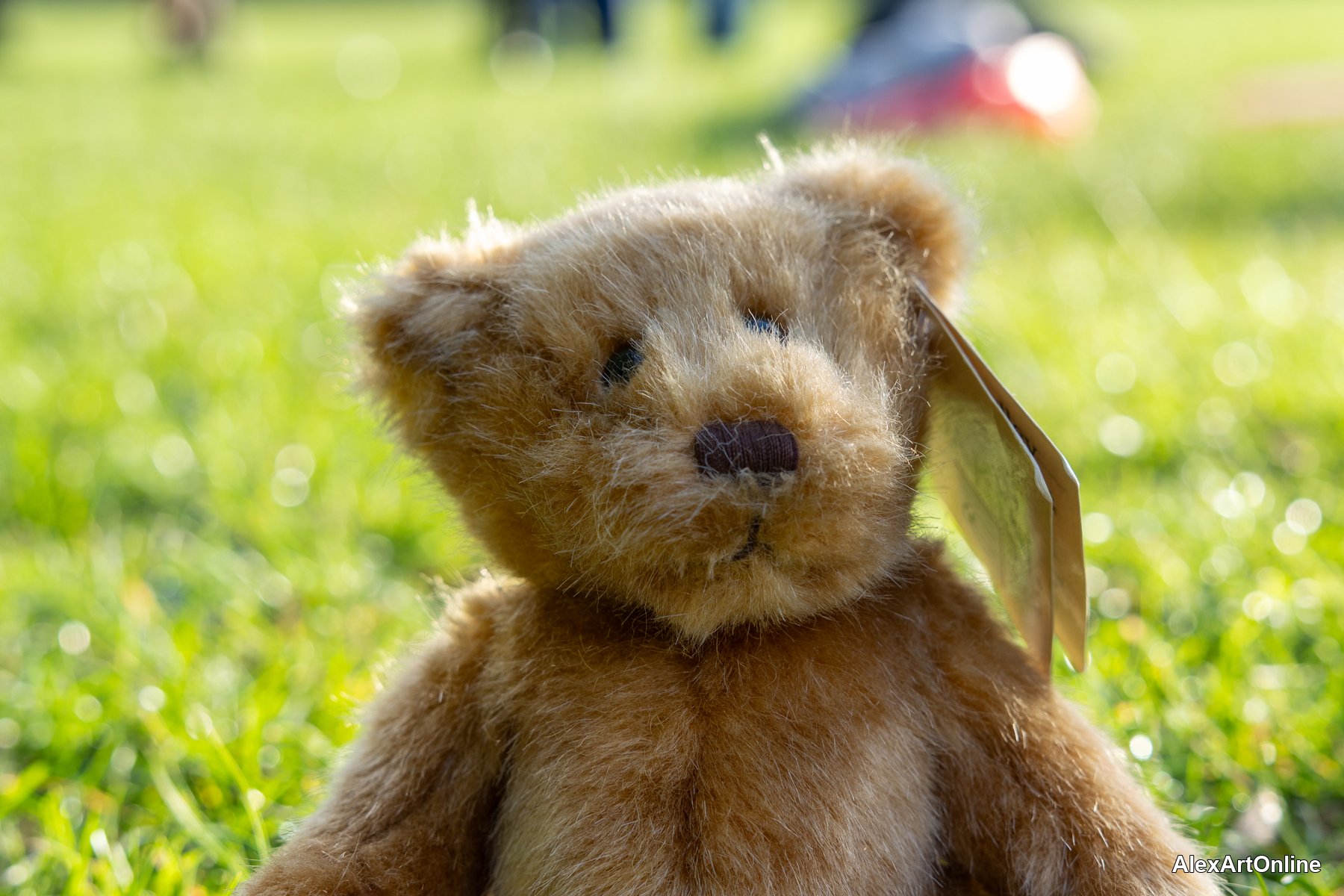 Lost teddy bear resting in the grass