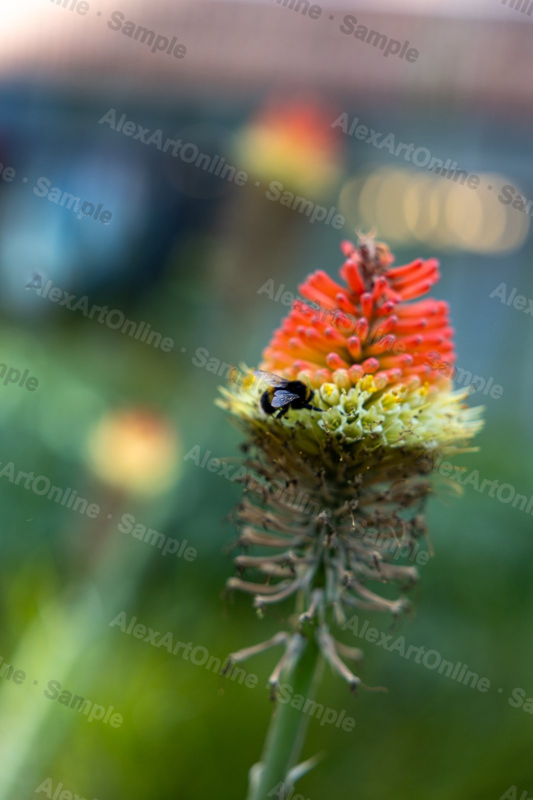 A bee on top of a red hot poker flower