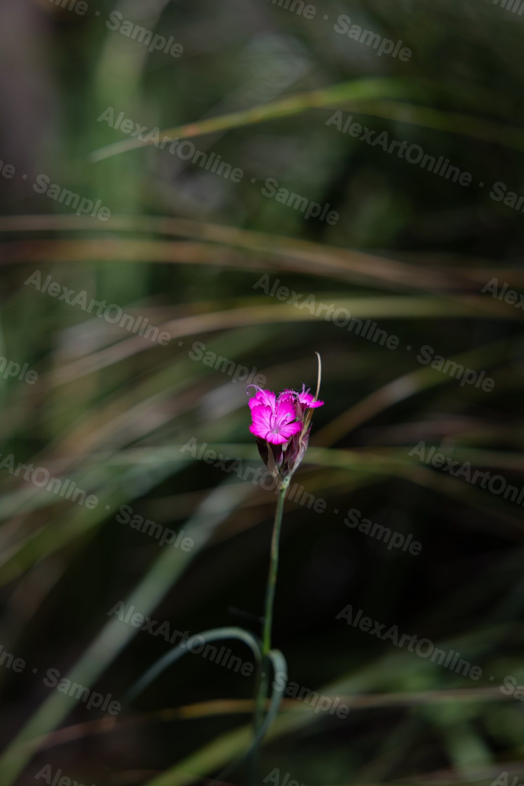 A small pink dianthus flower rising above tall grass