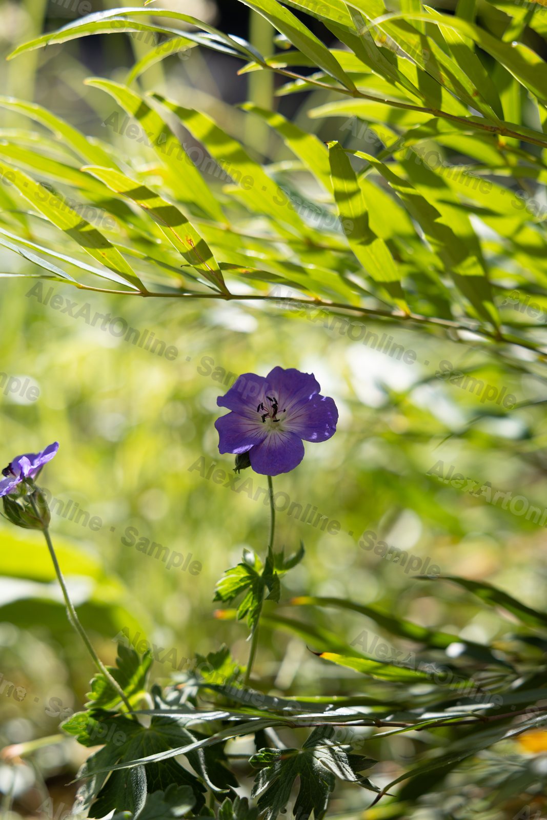 Purple geranium flower framed by grass, backlit with warm bokeh