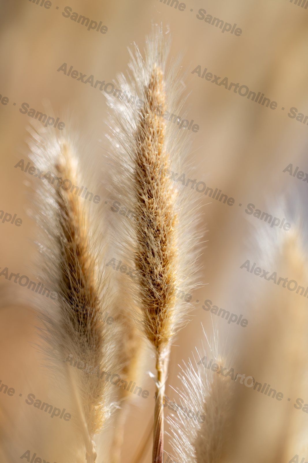 Dried grass seed heads backlit in soft golden light