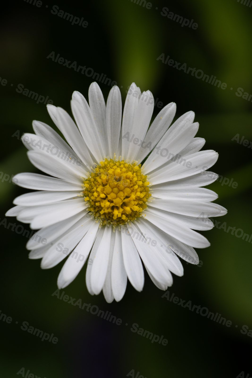 White daisy in full bloom against a dark green background