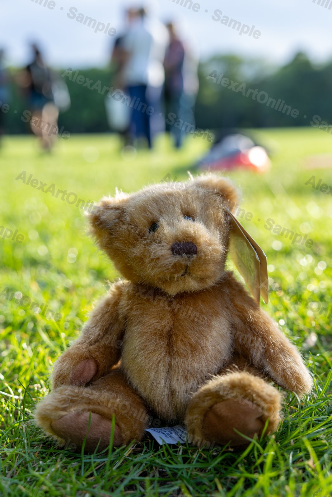 Lost teddy bear resting in the grass in a park