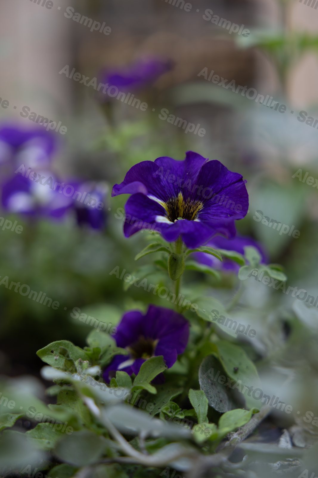 A cluster of deep purple petunia blooms in a garden bed