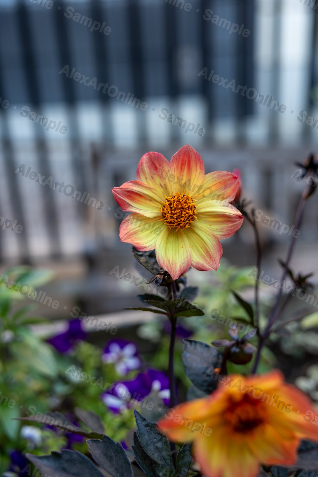 A pink and yellow dahlia flower backlit against a blurred railing
