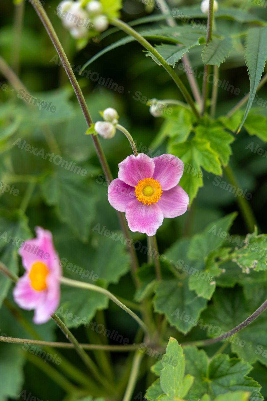 A pink Japanese anemone flower among green foliage