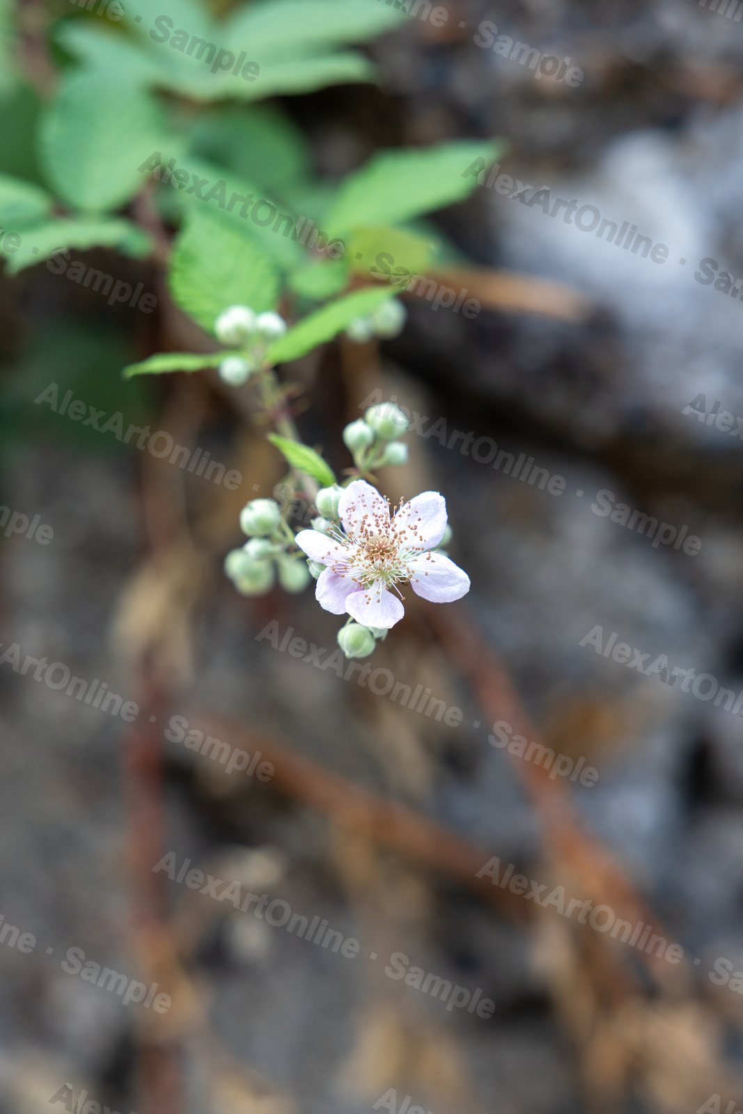 A wild blackberry blossom against a dark rocky background