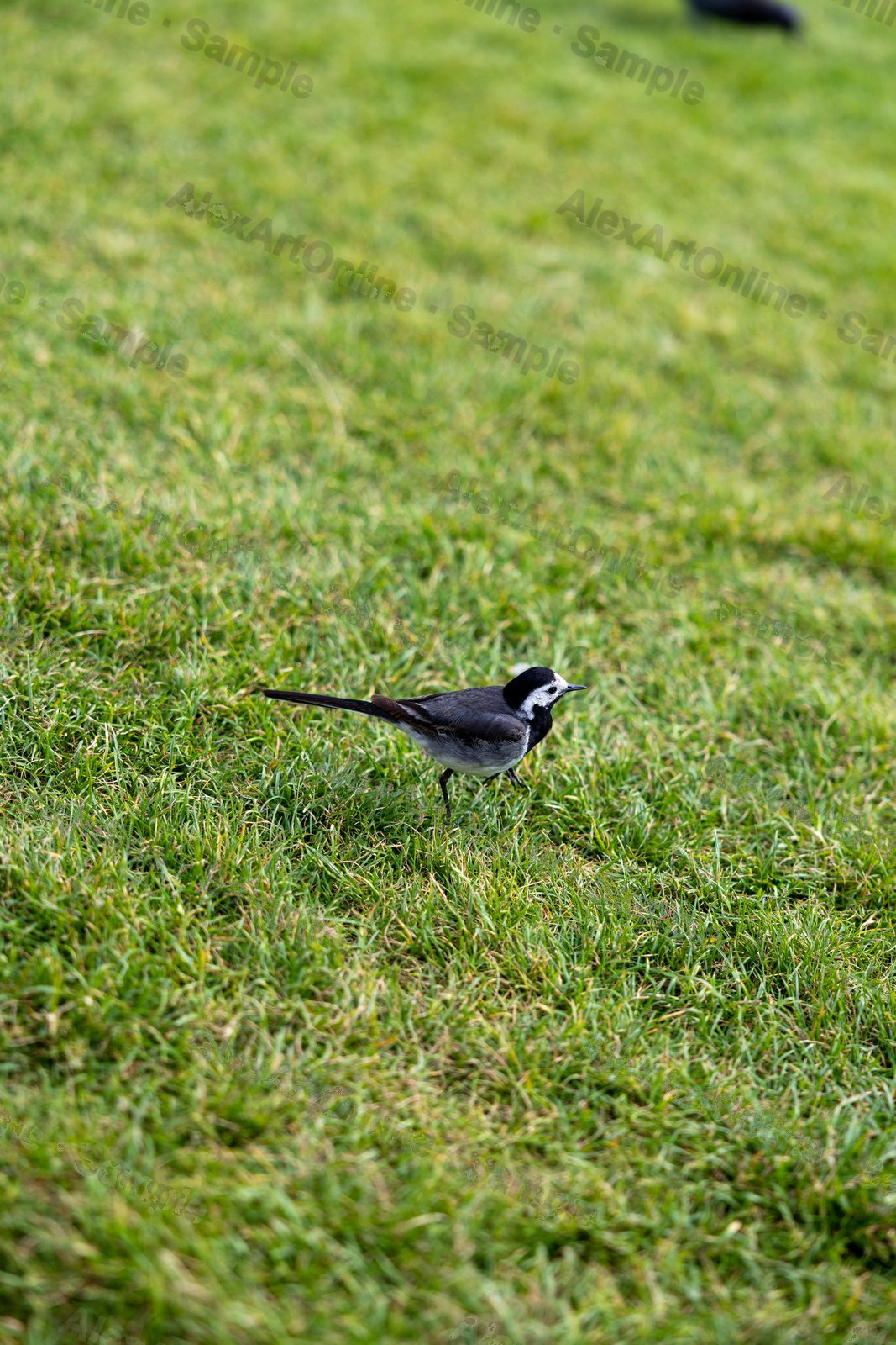A pied wagtail bird walking across a green lawn