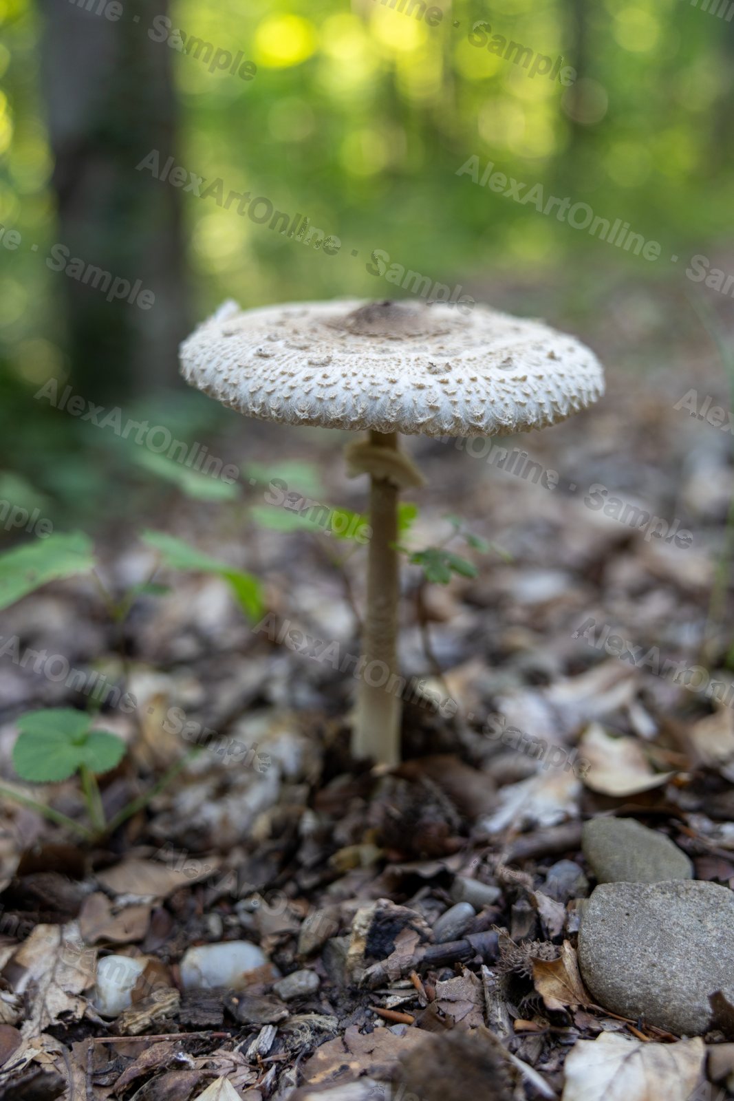 A wild parasol mushroom growing on a forest floor
