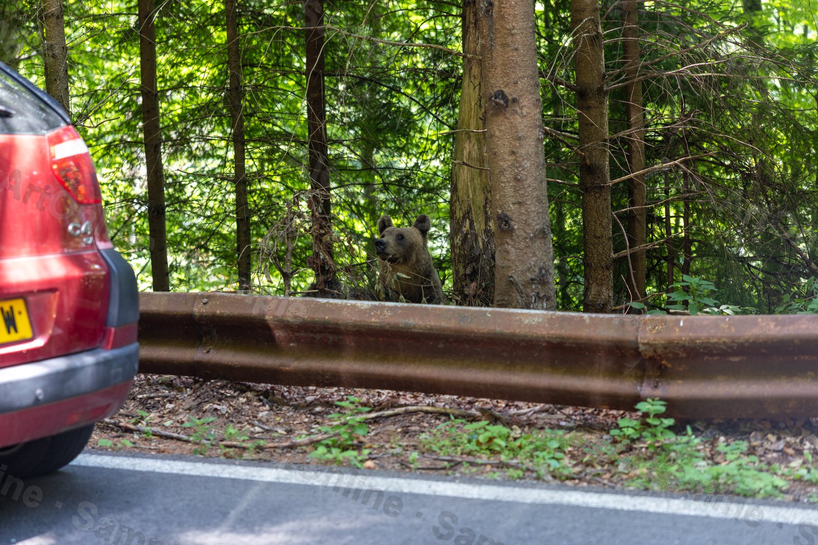 A wild brown bear watching from the treeline beside a parked car on a forest road