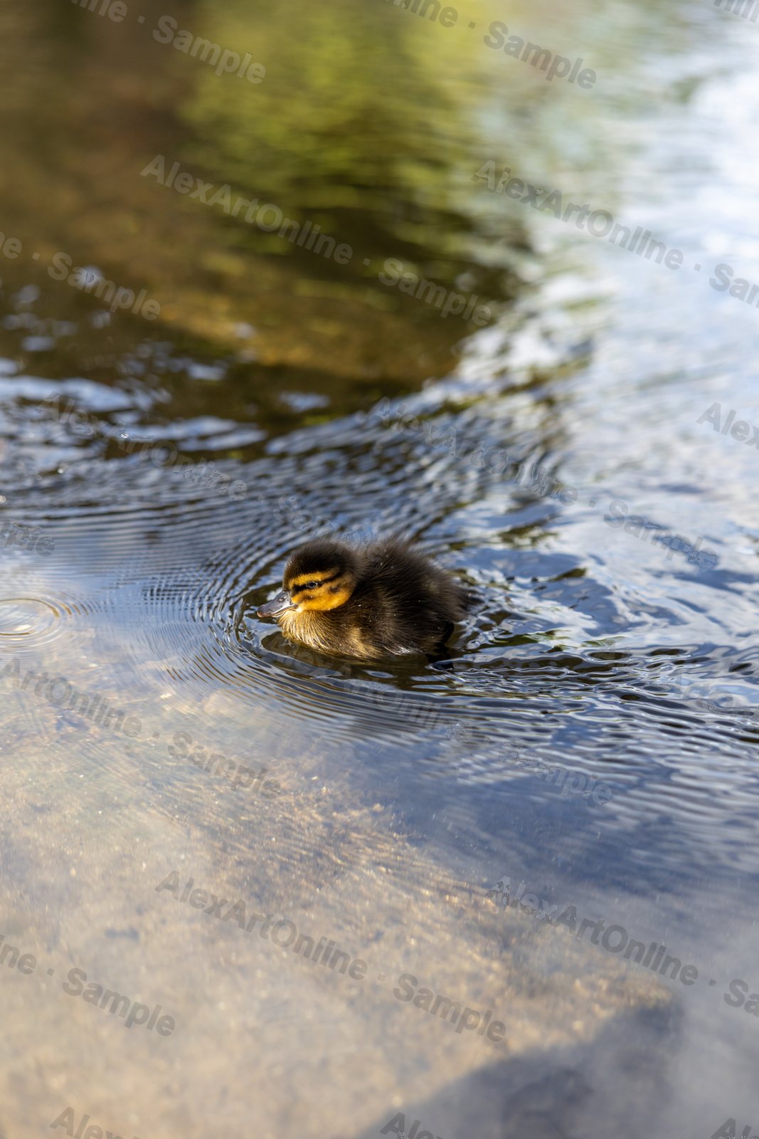 A duckling swimming across rippling, sunlit water
