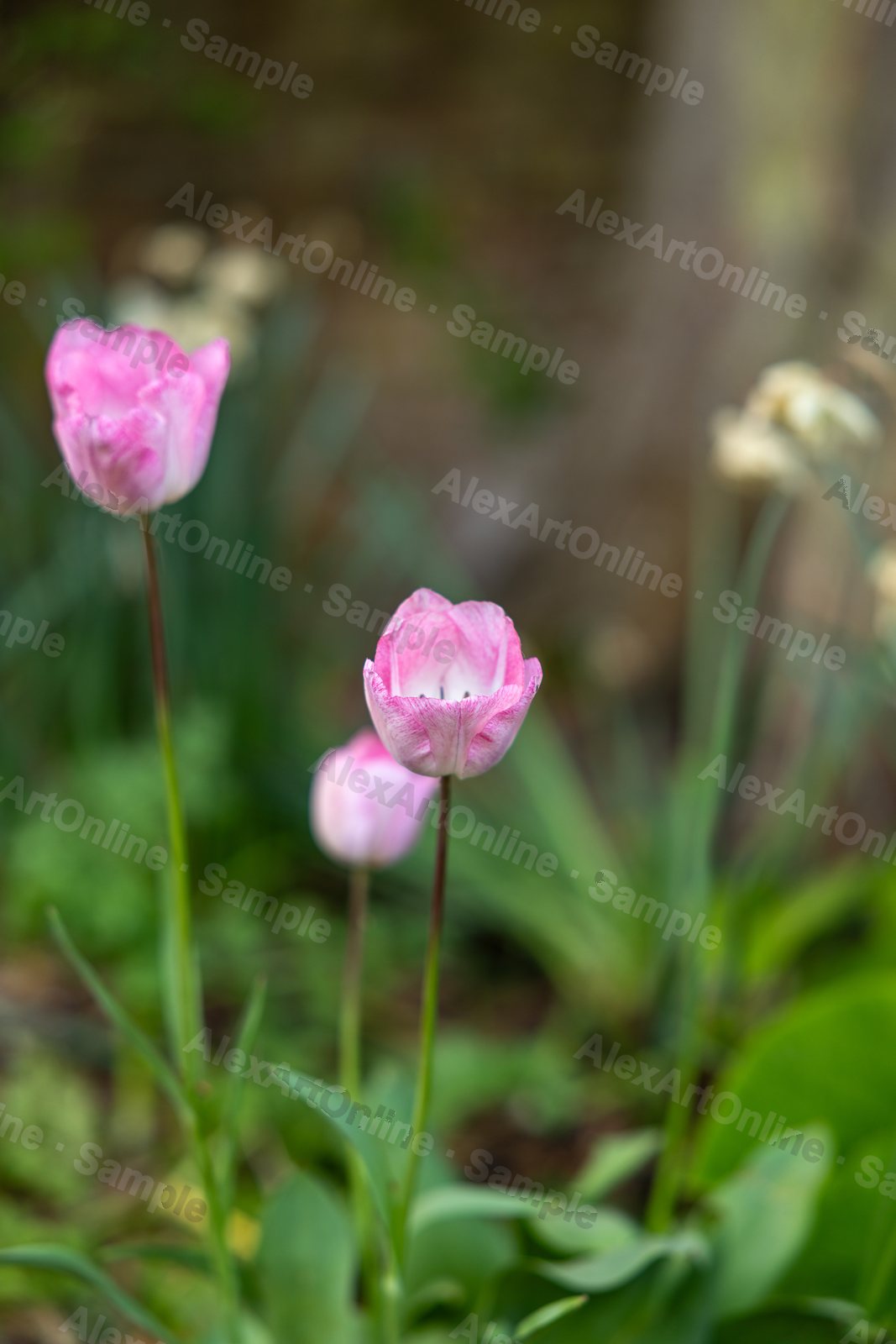 Pink tulip buds on tall stems in a green garden