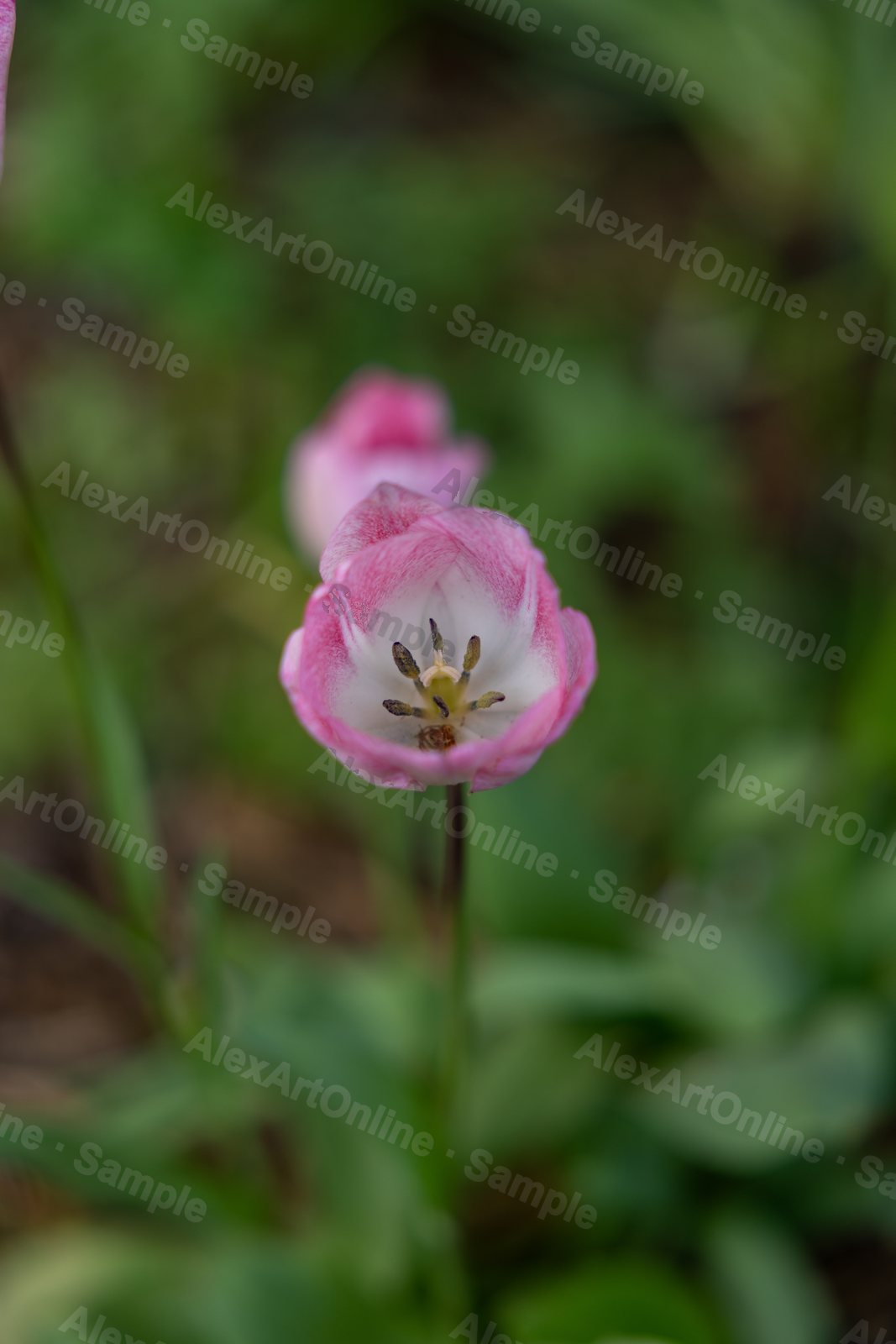 A single pink tulip opening among green leaves