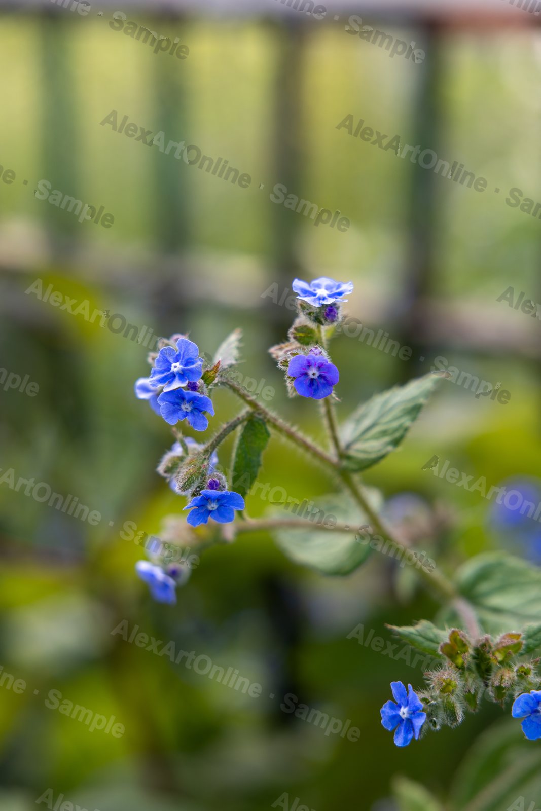 Tiny blue flowers on a stem by a railing