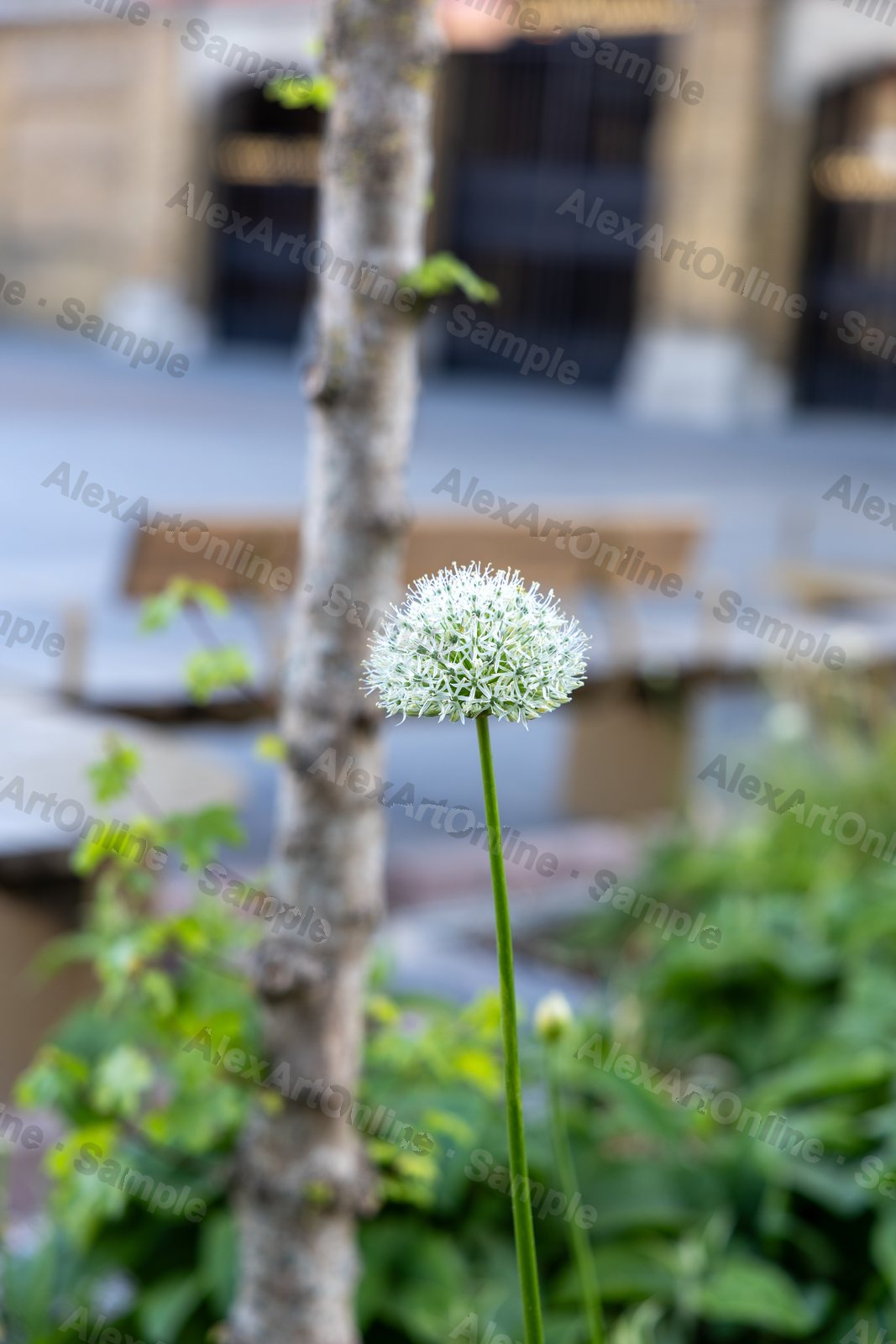 A white allium flower head on a tall stem in a small garden