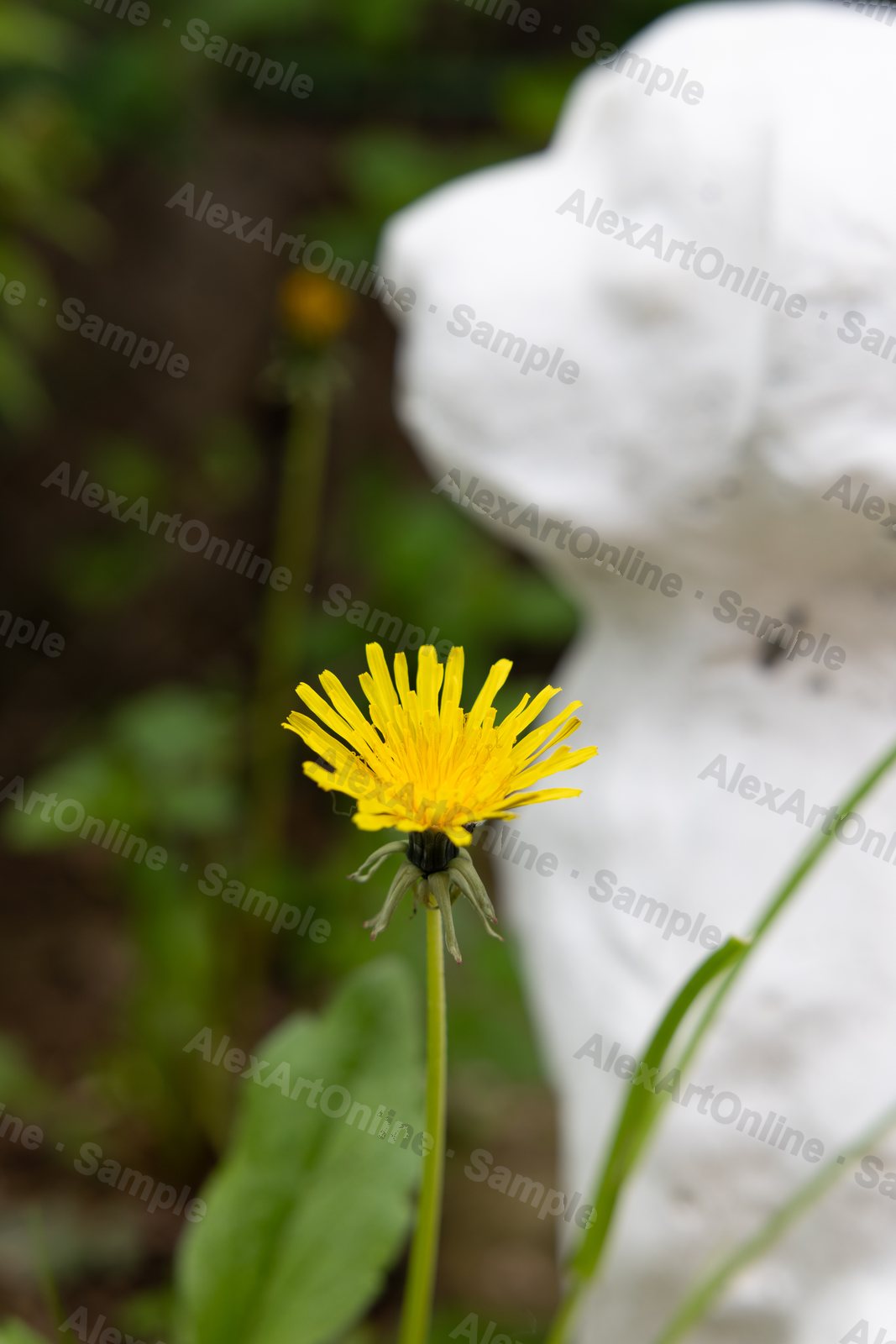 A yellow dandelion in front of a white statue