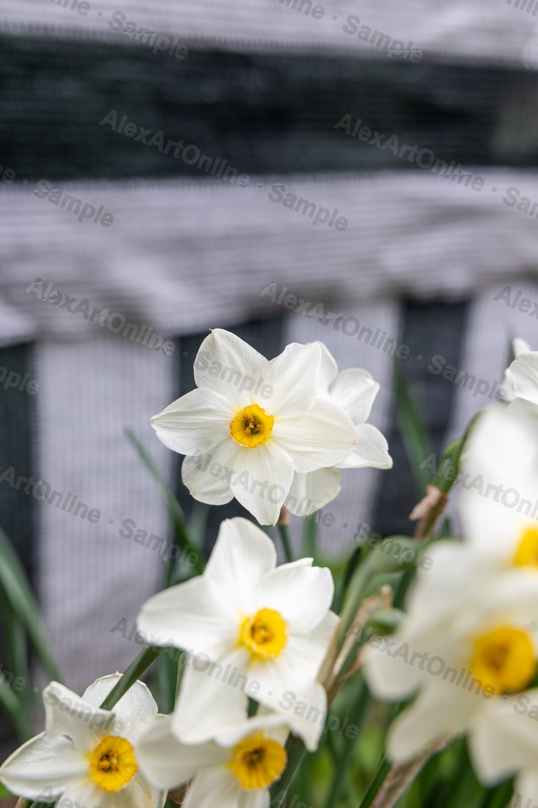 White daffodils with yellow centres beside a fence