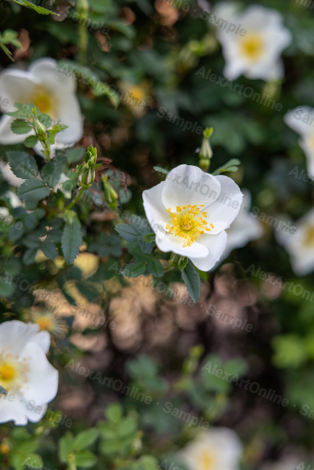 White wild roses with yellow centres on a bush
