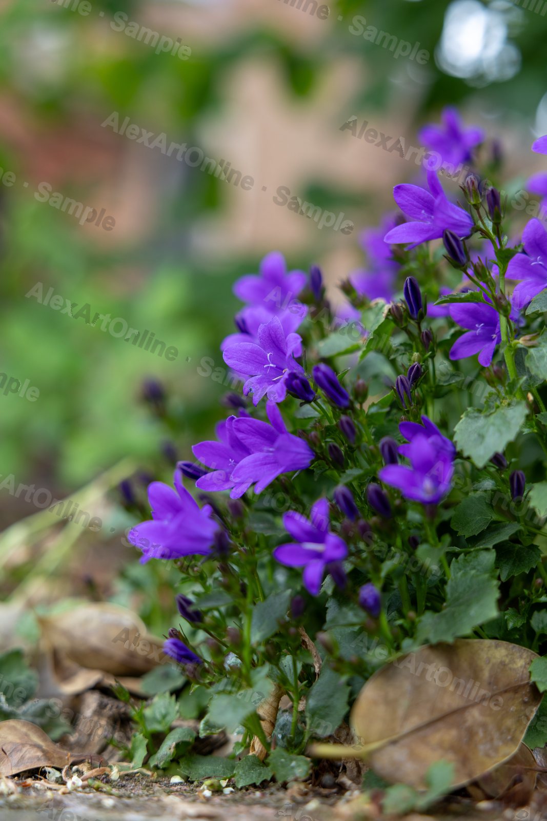 Purple bellflowers growing low among dry leaves